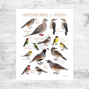 Arizona Backyard Birds Field Guide Art Print Mini (8x10)