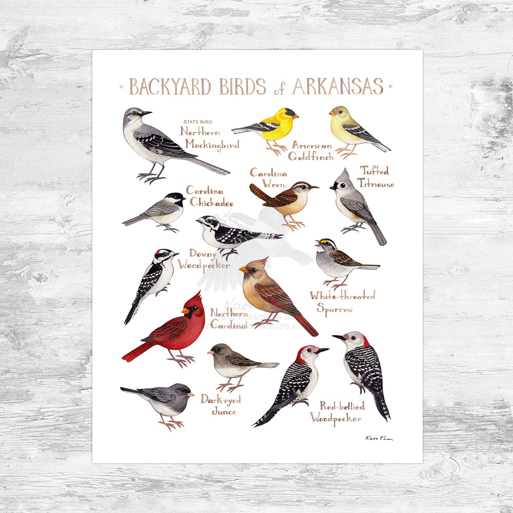 Arkansas Backyard Birds Field Guide Art Print Mini (8x10)