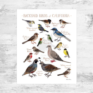 California Backyard Birds Field Guide Art Print Mini (8x10)