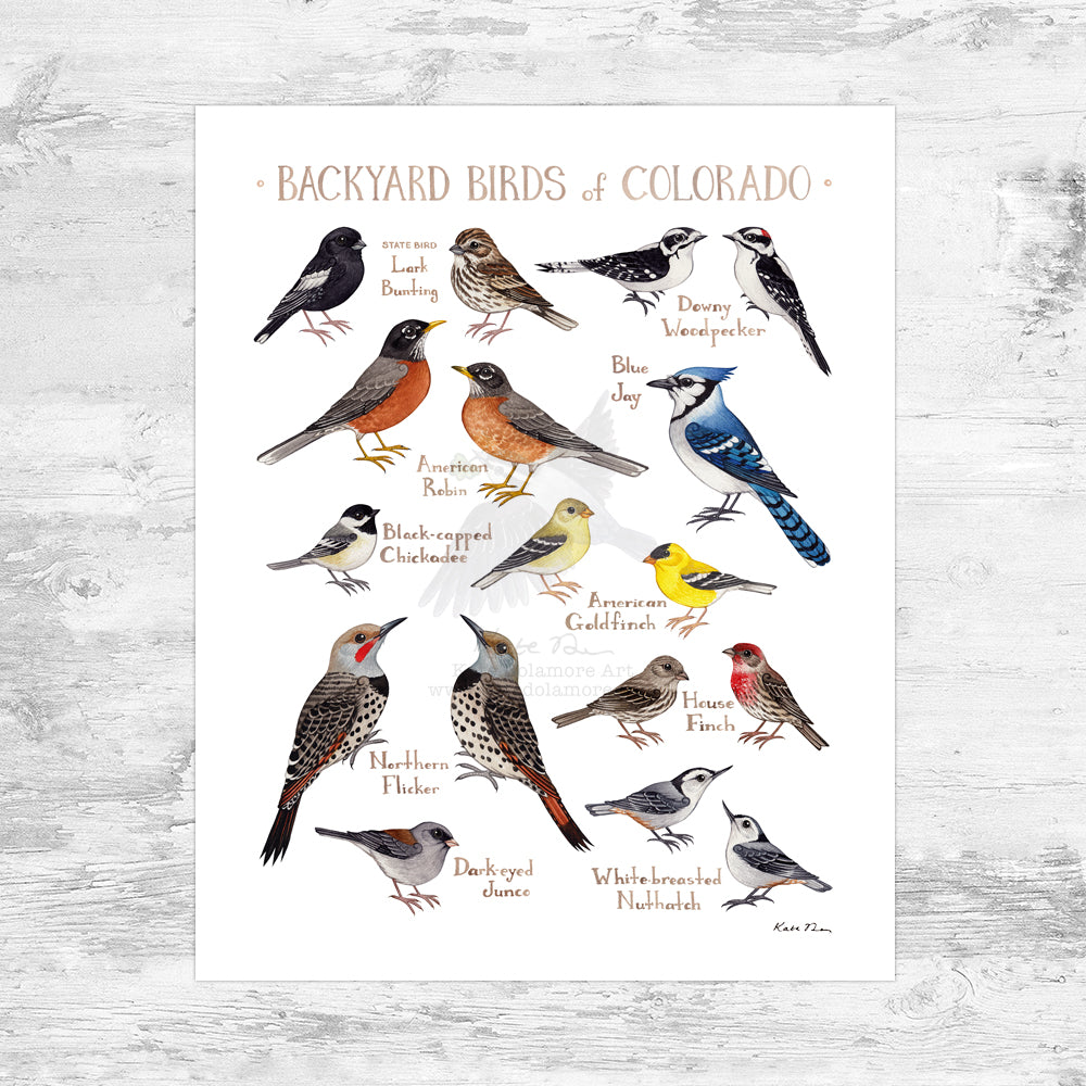 Colorado Backyard Birds Field Guide Art Print Mini (8x10)