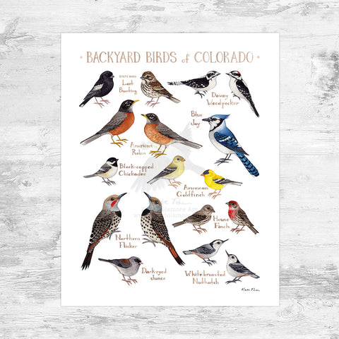 Colorado Raptors Guide Colorado Diurnal Raptors Field Guide Art Print – Kate Dolamore Art