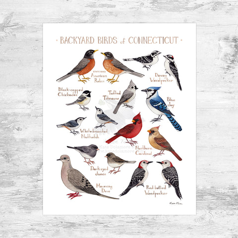 Connecticut Backyard Birds Field Guide Art Print Mini (8x10)