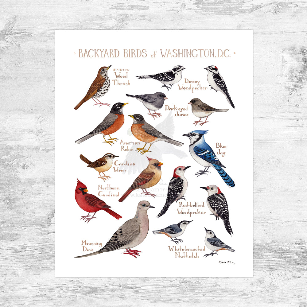 Washington, D.C. Backyard Birds Field Guide Art Print Mini (8x10)