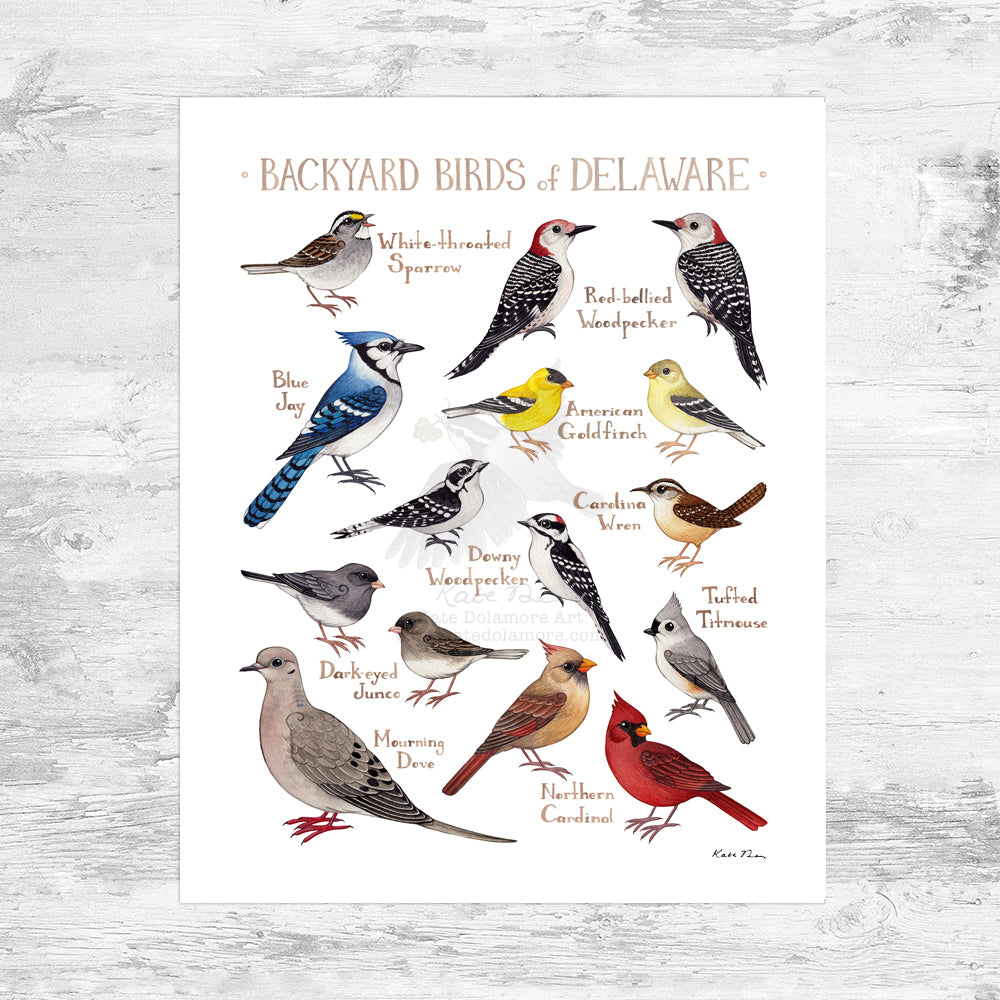 Delaware Backyard Birds Field Guide Art Print Mini (8x10)