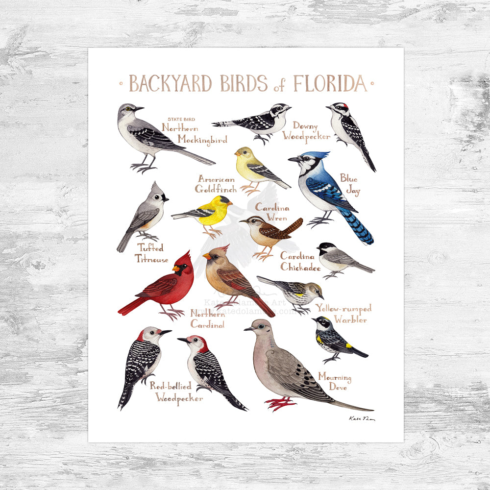 Florida Backyard Birds Field Guide Art Print Mini (8x10)