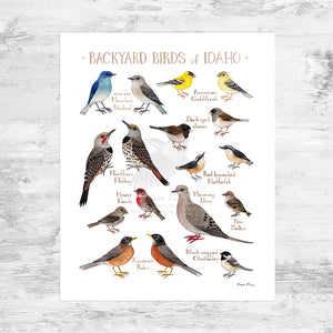 Idaho Backyard Birds Field Guide Art Print Mini (8x10)