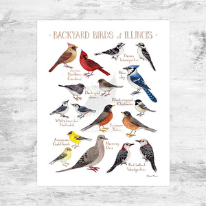 Illinois Backyard Birds Field Guide Art Print Mini (8x10)