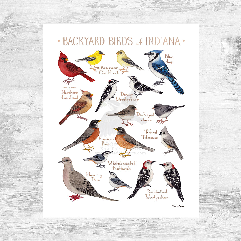 Indiana Backyard Birds Field Guide Art Print Mini (8x10)