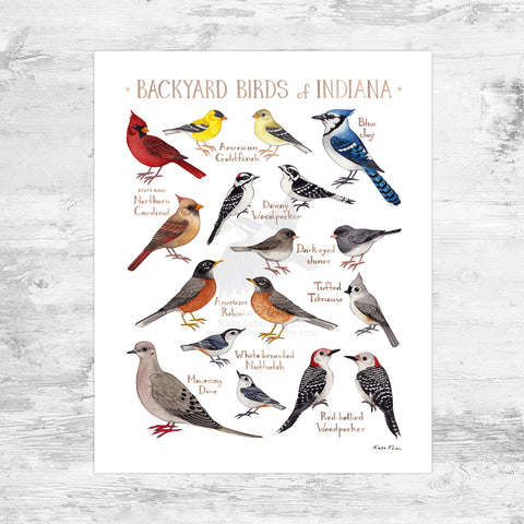 Indiana Backyard Birds Field Guide Art Print Mini (8x10)