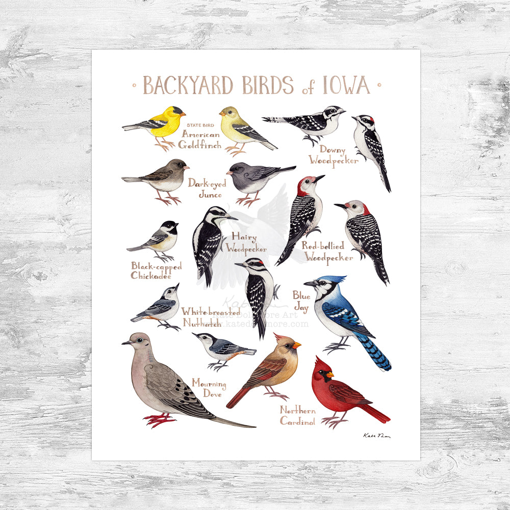 Iowa Backyard Birds Field Guide Art Print Mini (8x10)