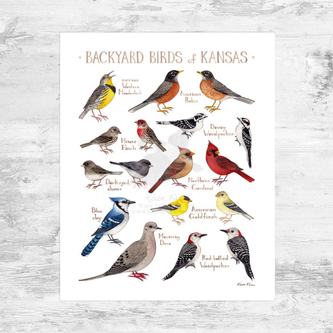 Kansas Backyard Birds Field Guide Art Print Mini (8x10)