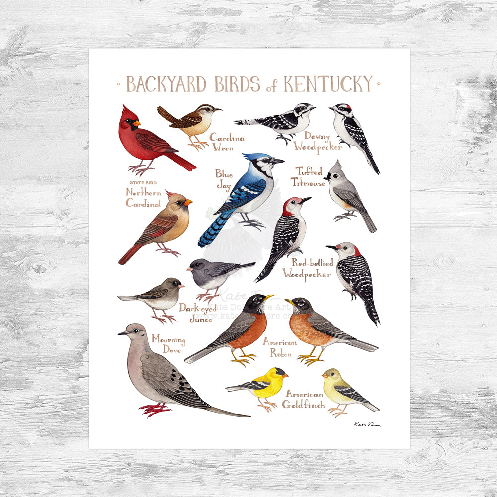 Kentucky Backyard Birds Field Guide Art Print Mini (8x10)