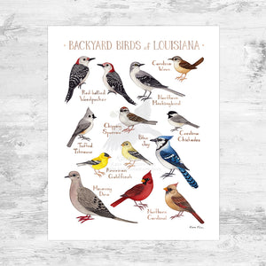 Louisiana Backyard Birds Field Guide Art Print Mini (8x10)