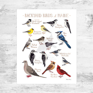 Maine Backyard Birds Field Guide Art Print Mini (8x10)