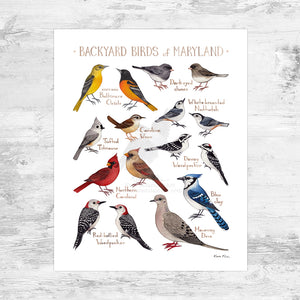 Maryland Backyard Birds Field Guide Art Print Mini (8x10)