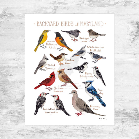 Maryland Backyard Birds Field Guide Art Print Mini (8x10)