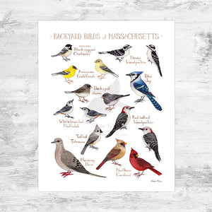 Massachusetts Backyard Birds Field Guide Art Print Mini (8x10)