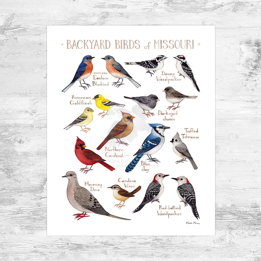 Missouri Backyard Birds Field Guide Art Print Mini (8x10)