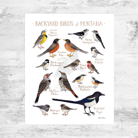 Montana Backyard Birds Field Guide Art Print Mini (8x10)