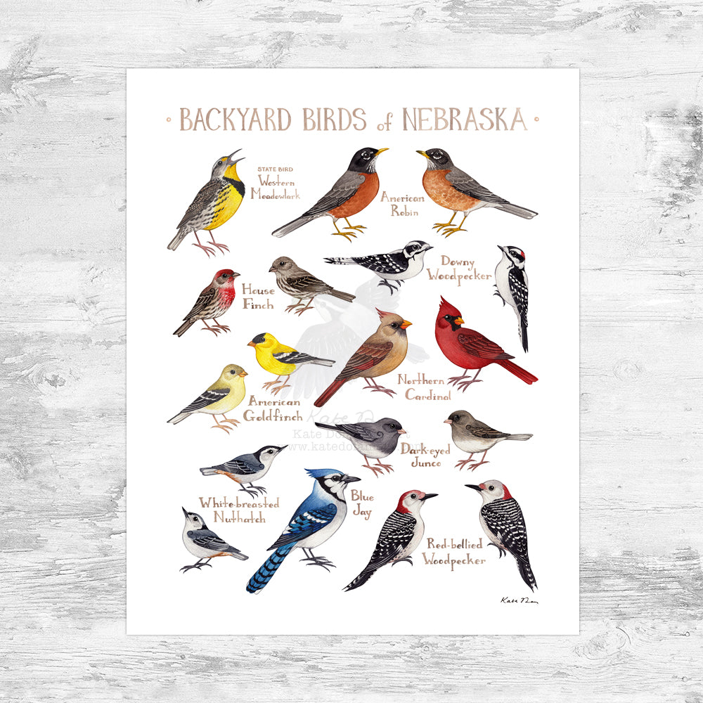 Nebraska Backyard Birds Field Guide Art Print Mini (8x10)