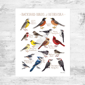 Nebraska Backyard Birds Field Guide Art Print Mini (8x10)