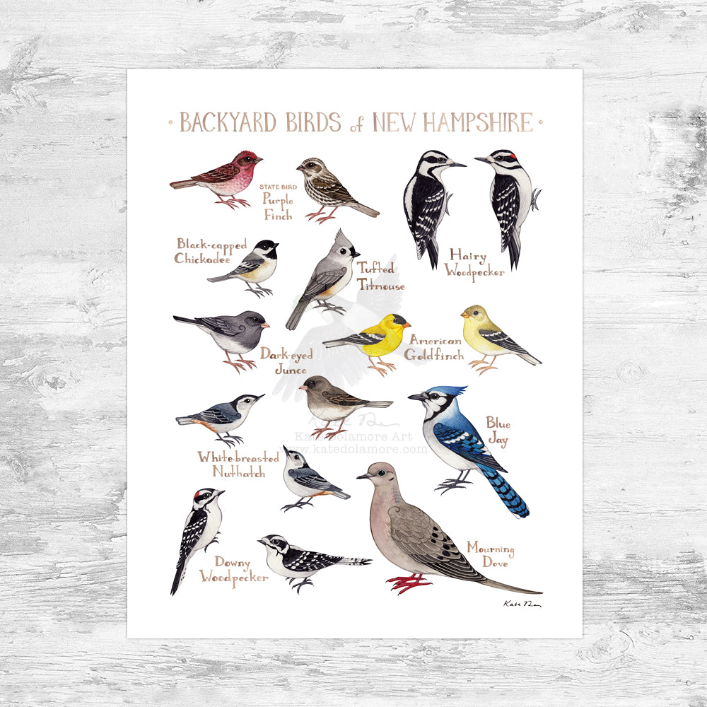 New Hampshire Backyard Birds Field Guide Art Print Mini (8x10)