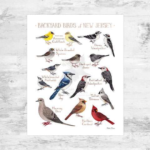 New Jersey Backyard Birds Field Guide Art Print Mini (8x10)