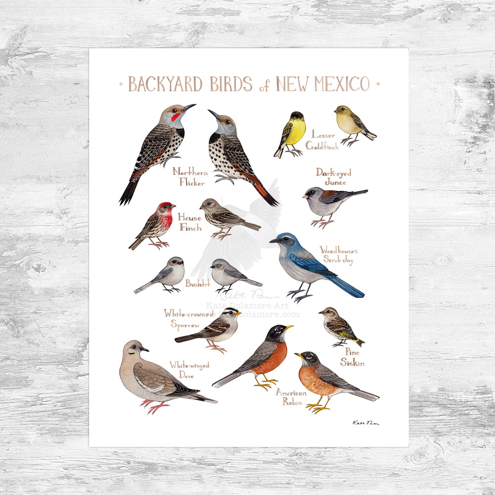 New Mexico Backyard Birds Field Guide Art Print Mini (8x10)