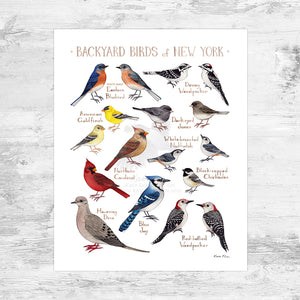 New York Backyard Birds Field Guide Art Print Mini (8x10)