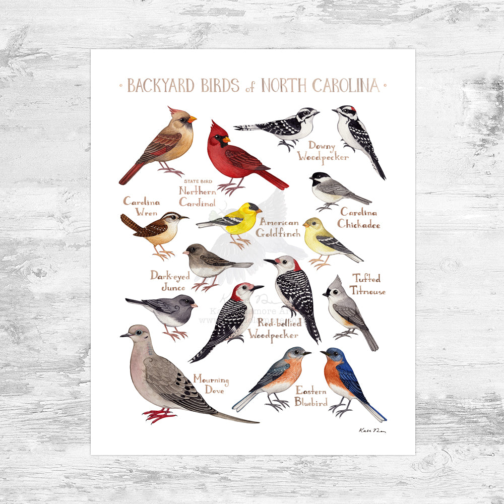 North Carolina Backyard Birds Field Guide Art Print Mini (8x10)