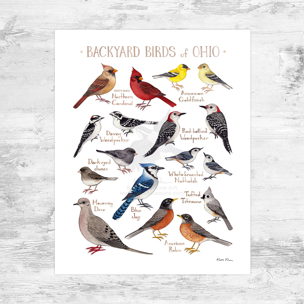 Ohio Backyard Birds Field Guide Art Print Mini (8x10)