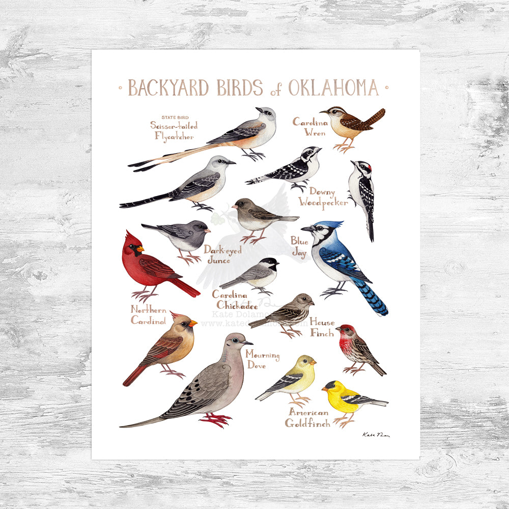 Oklahoma Backyard Birds Field Guide Art Print Mini (8x10)