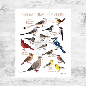 Oklahoma Backyard Birds Field Guide Art Print Mini (8x10)