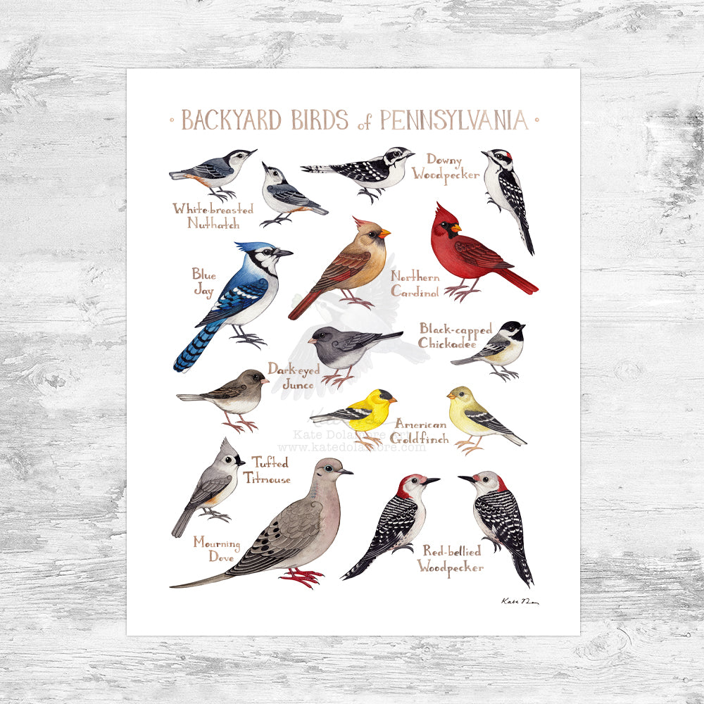 Pennsylvania Backyard Birds Field Guide Art Print Mini (8x10)