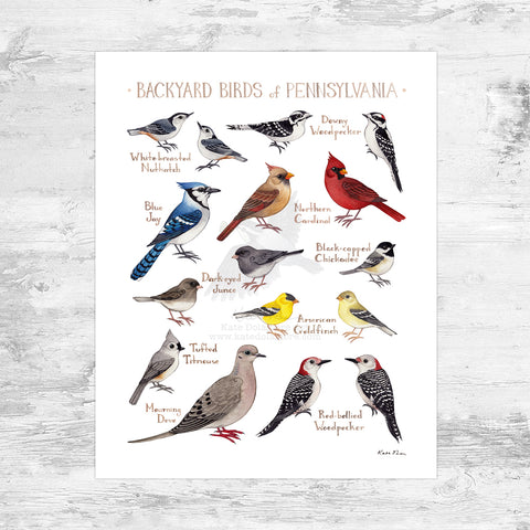 Pennsylvania Backyard Birds Field Guide Art Print Mini (8x10)