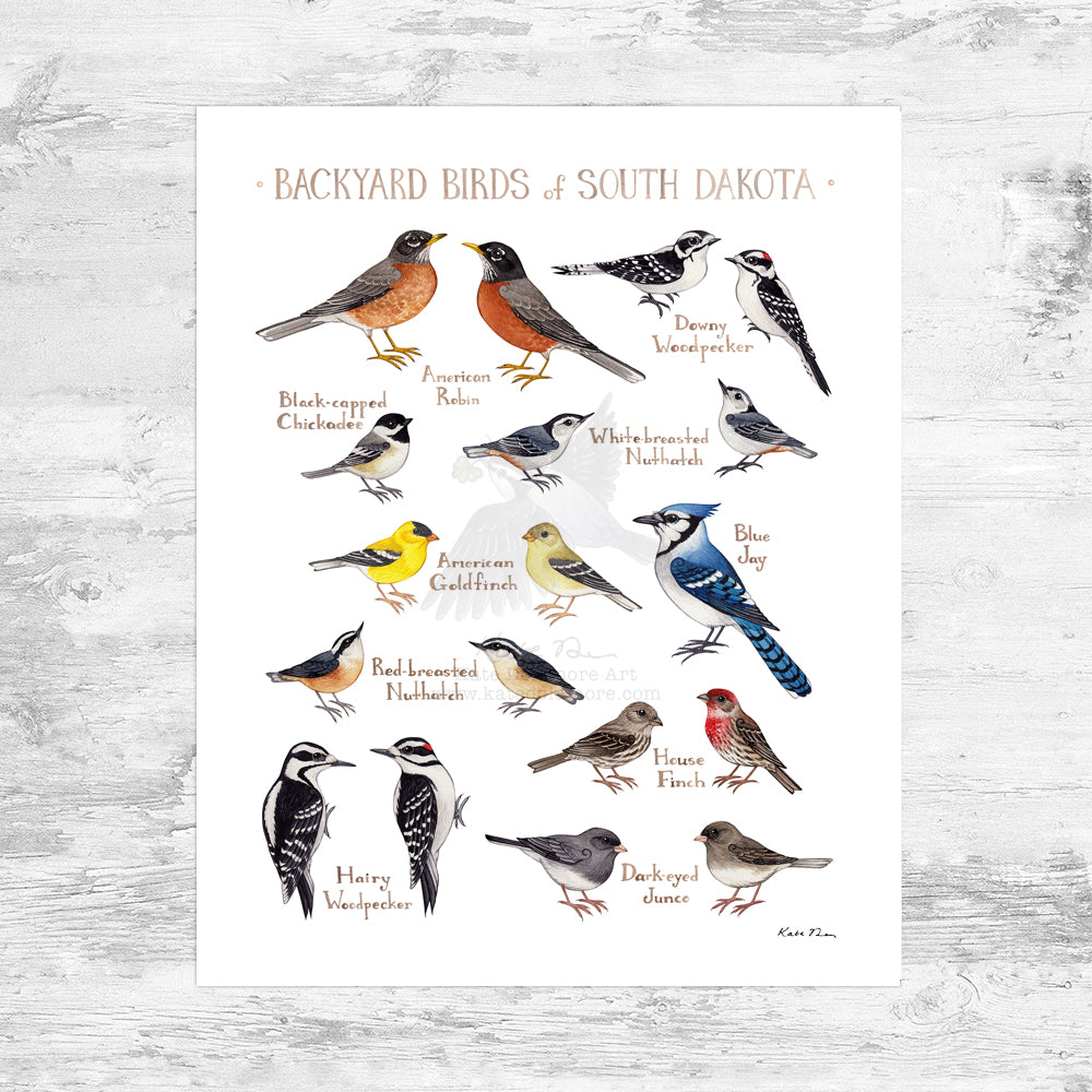 South Dakota Backyard Birds Field Guide Art Print Mini (8x10)