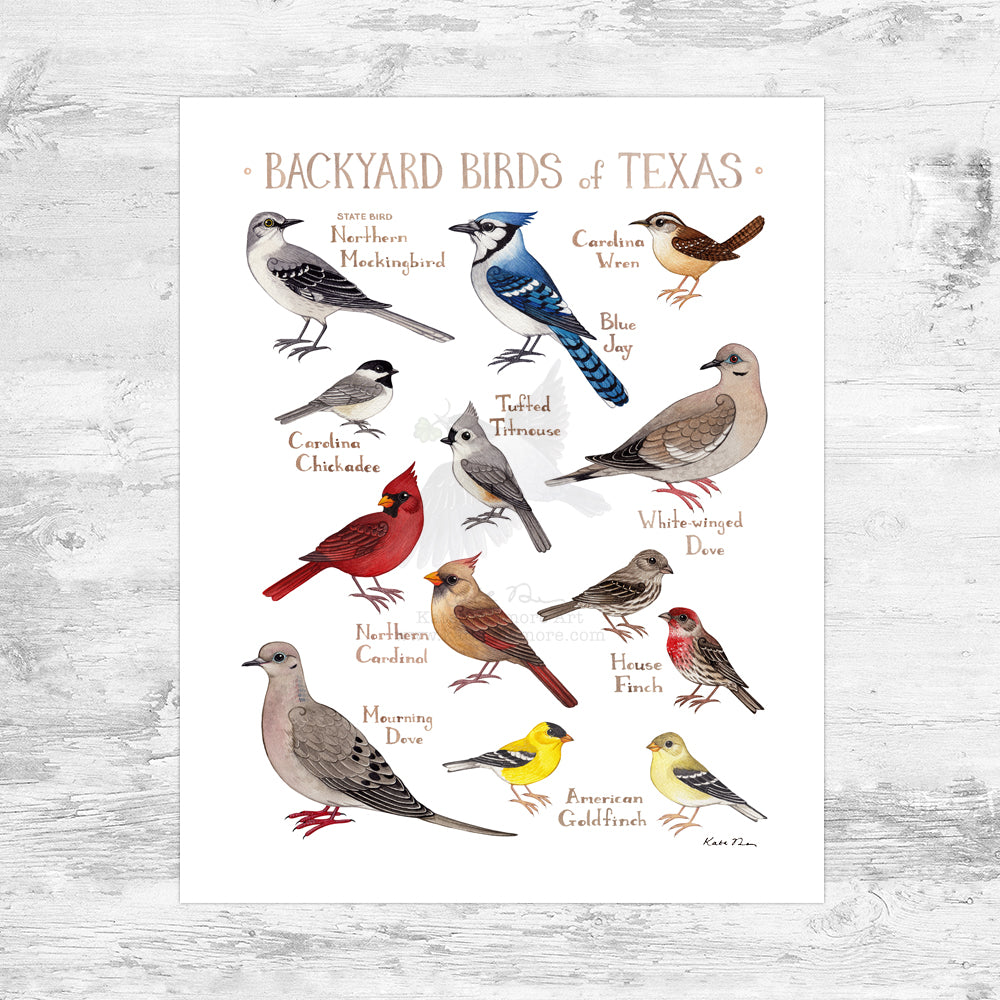 Texas Backyard Birds Field Guide Art Print Mini (8x10)