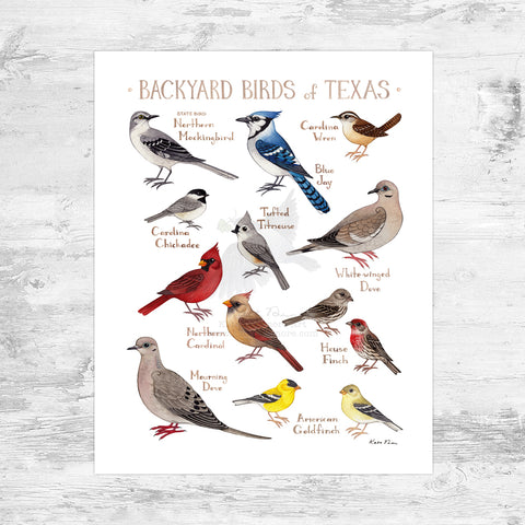 Texas Backyard Birds Field Guide Art Print Mini (8x10)