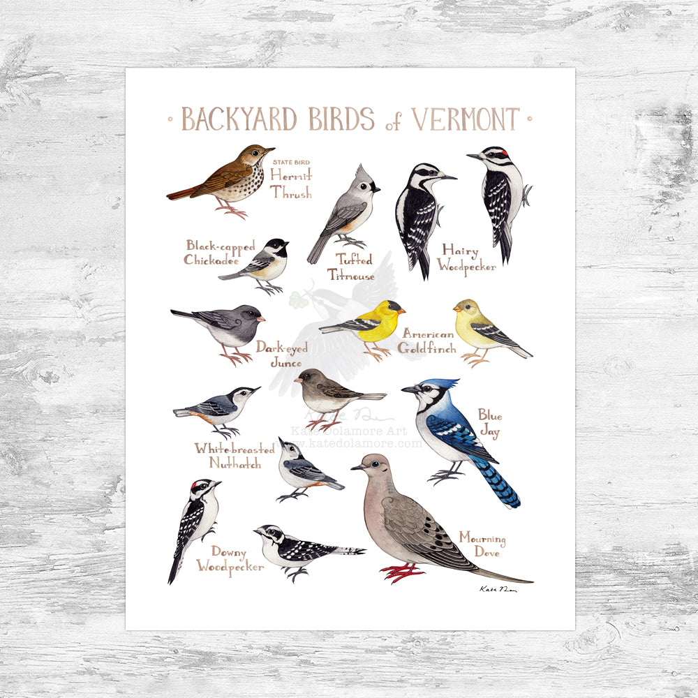 Vermont Backyard Birds Field Guide Art Print Mini (8x10)