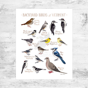 Vermont Backyard Birds Field Guide Art Print Mini (8x10)