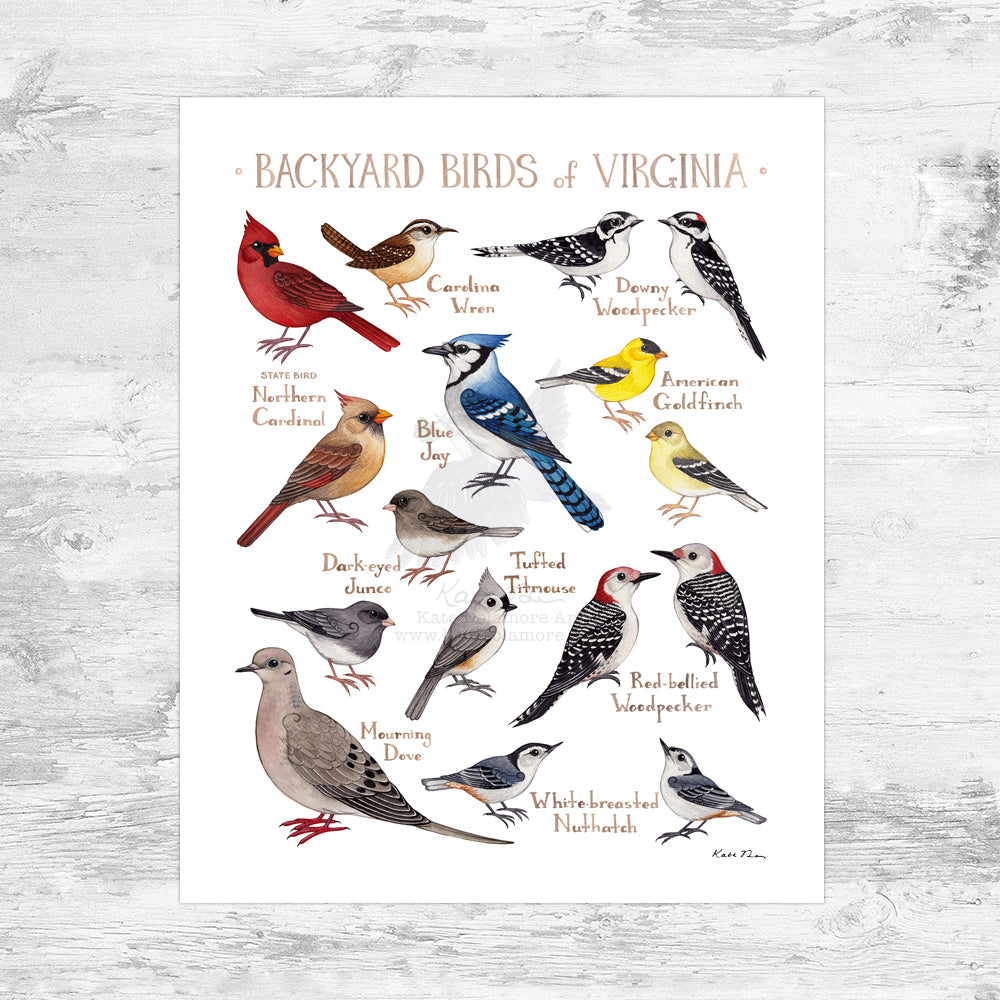 Virginia Backyard Birds Field Guide Art Print Mini (8x10)