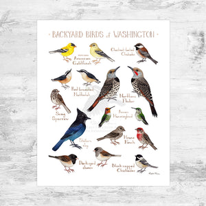 Washington Backyard Birds Field Guide Art Print Mini (8x10)