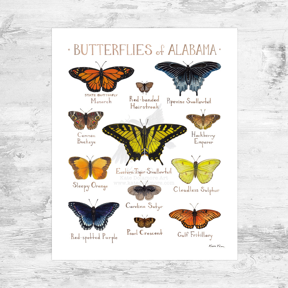 Alabama Butterflies Field Guide Art Print Mini (8x10)