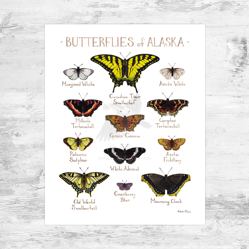 Alaska Butterflies Field Guide Art Print Mini (8x10)