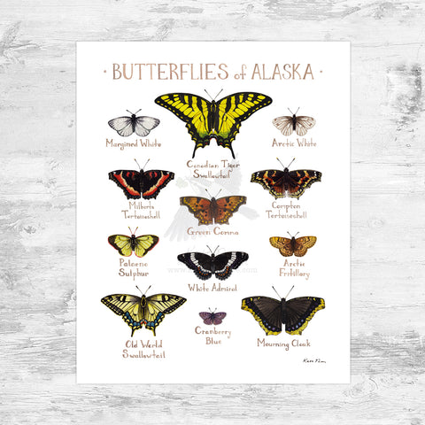 Alaska Butterflies Field Guide Art Print Mini (8x10)
