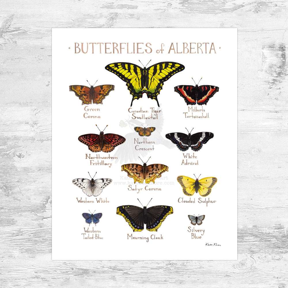 Alberta Butterflies Field Guide Art Print Mini (8x10)