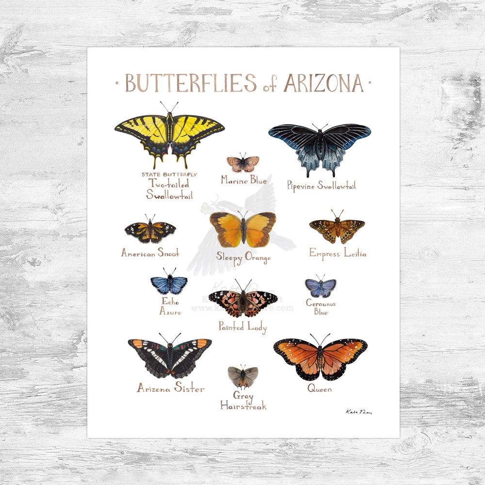 Arizona Butterflies Field Guide Art Print Mini (8x10)