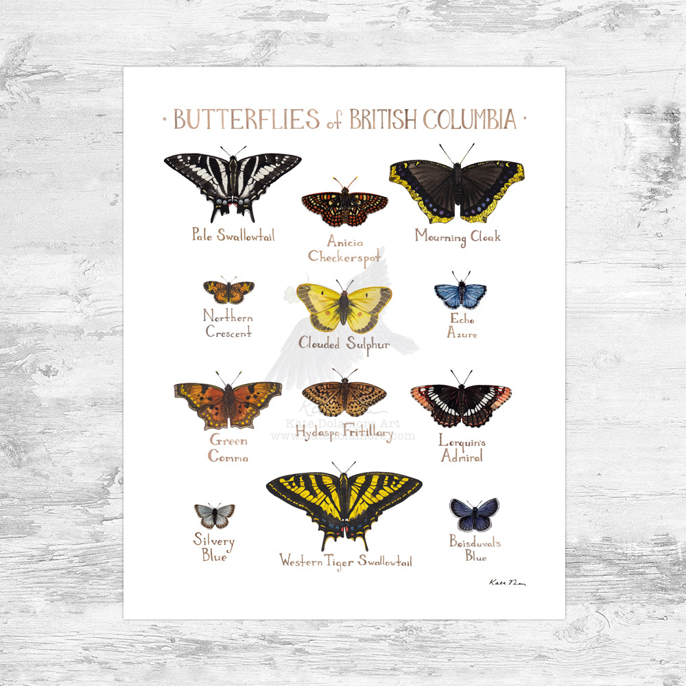 British Columbia Butterflies Field Guide Art Print Mini (8x10)