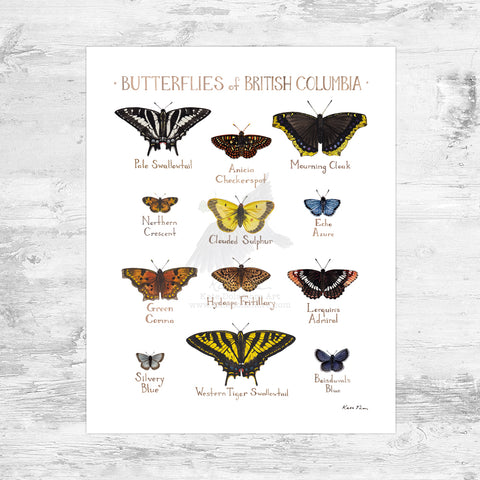 British Columbia Butterflies Field Guide Art Print Mini (8x10)