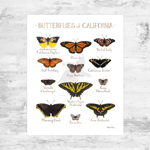 California Butterflies Field Guide Art Print Mini (8x10)